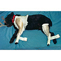 Rear Animal Splint, Right Leg, Large